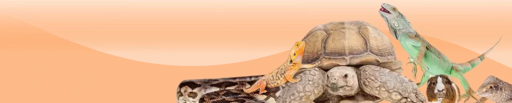 Exotic pets