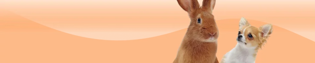 Rabbit and dog