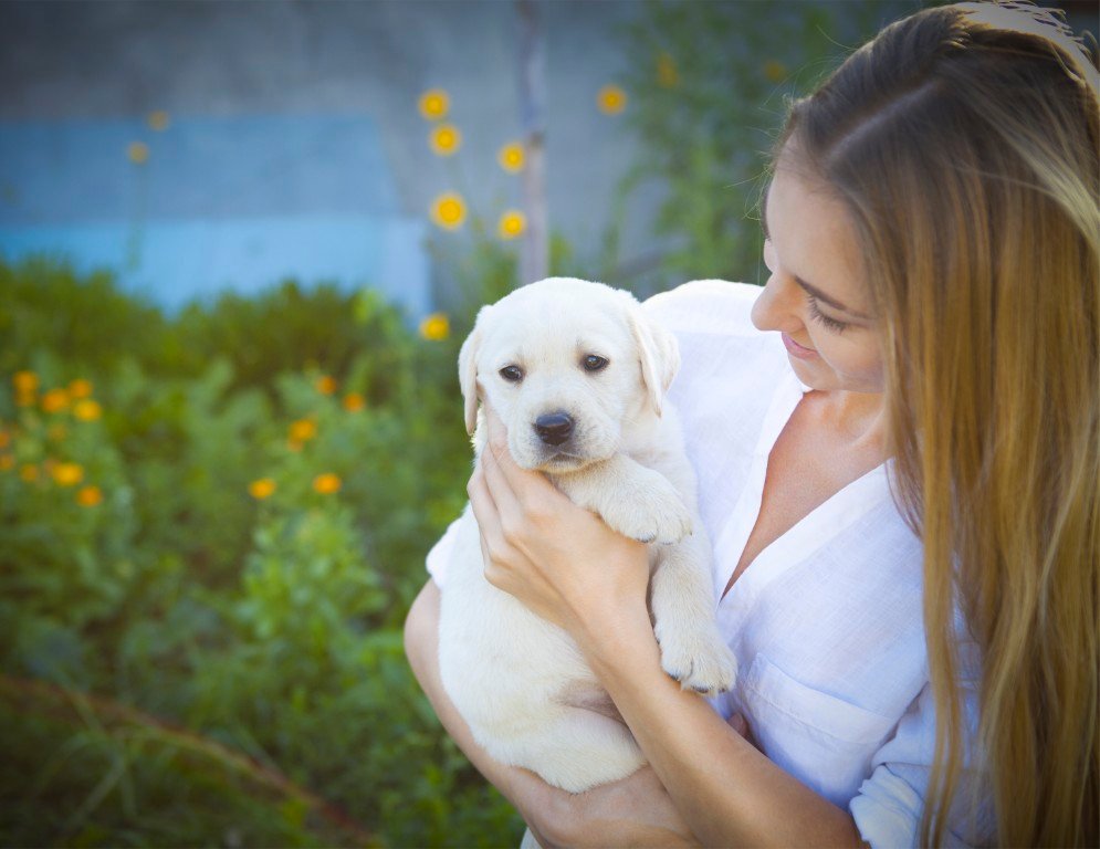 Close up of woman in white blouse with labrador puppy in a summer garden