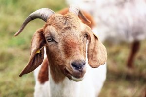A goat looking at the camera