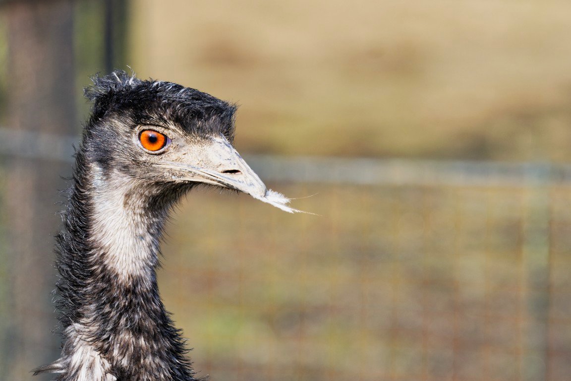 Portrait of beautiful emu