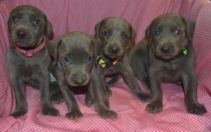 Blue Female (blue collar)