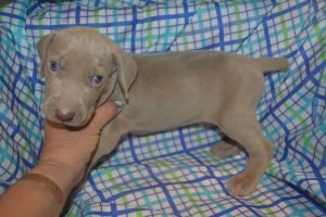 Silver Male