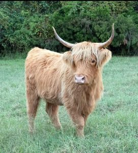 Standard Highland