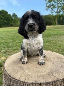 Black Tri Roan girl