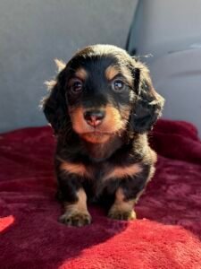 Black and tan